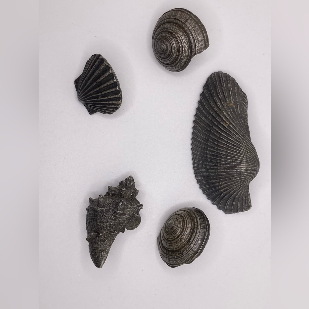 Seashell handle pulls